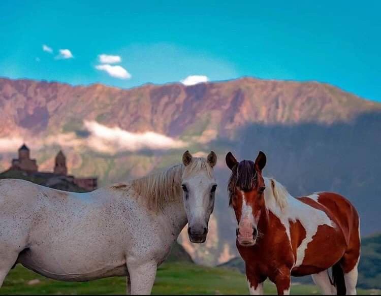 Mariami Hotel Kazbegi Eksteriør billede