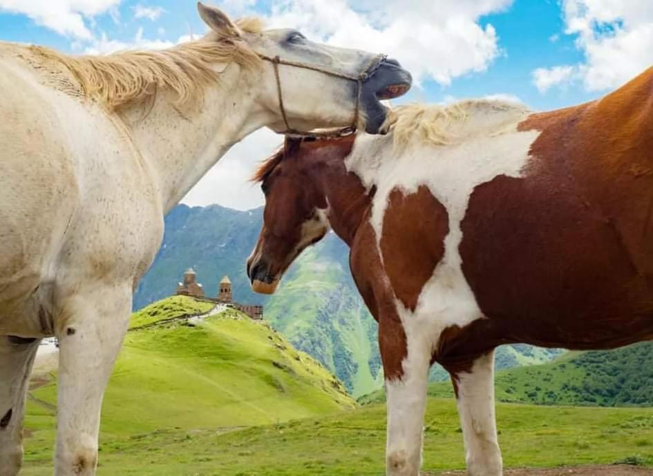 Mariami Hotel Kazbegi Eksteriør billede