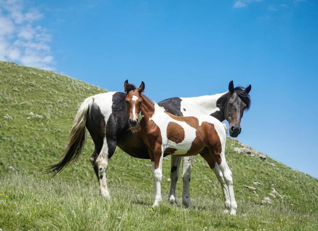 Mariami Hotel Kazbegi Eksteriør billede