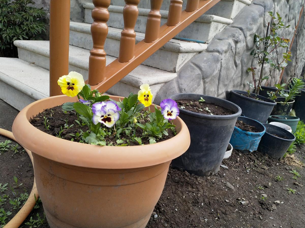 Mariami Hotel Kazbegi Eksteriør billede